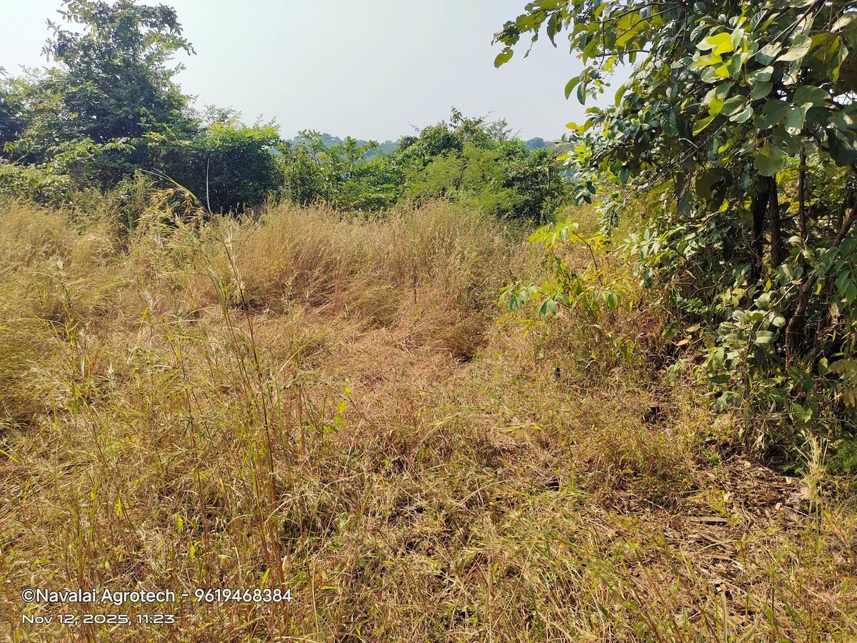 Saplings & Varieties