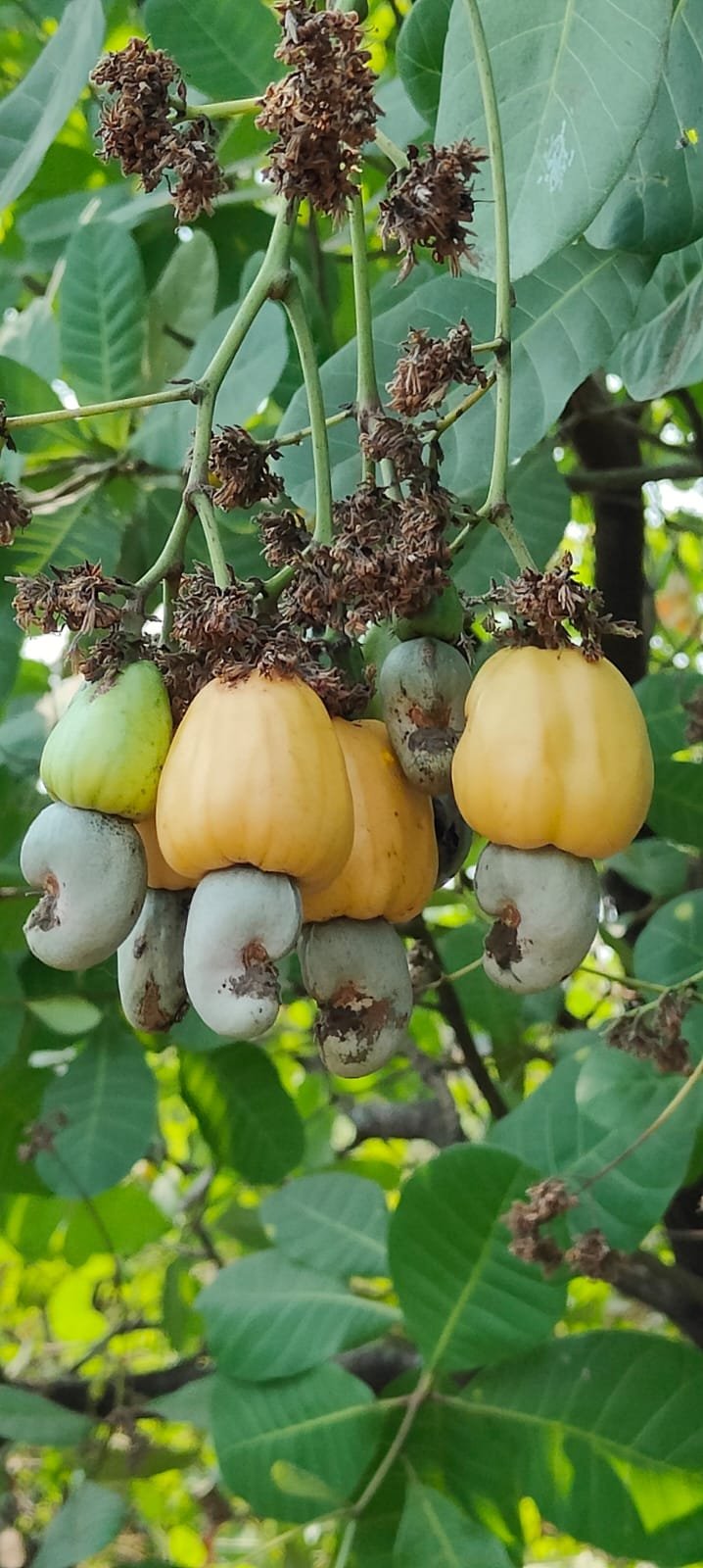 Saplings & Varieties