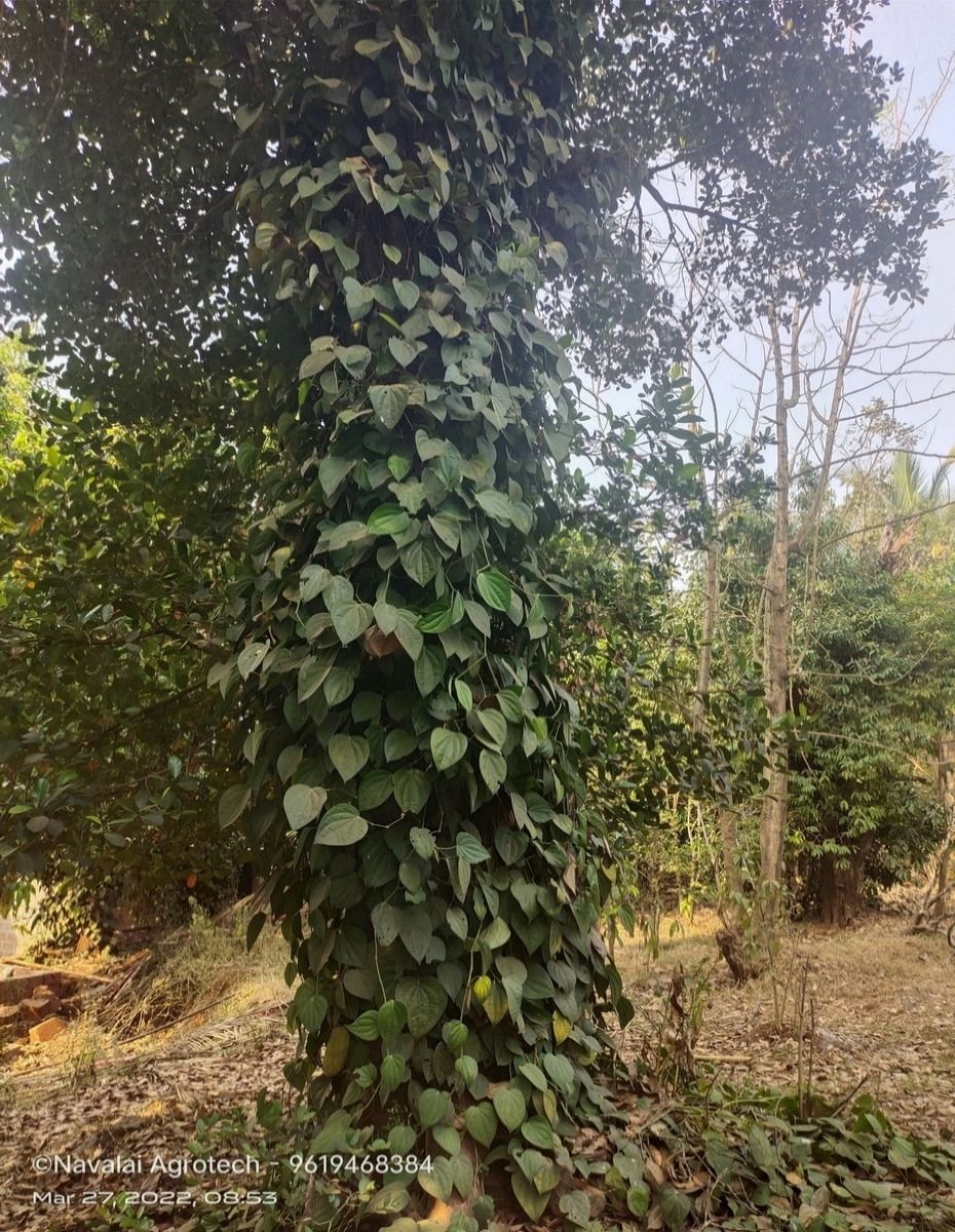 Saplings & Varieties