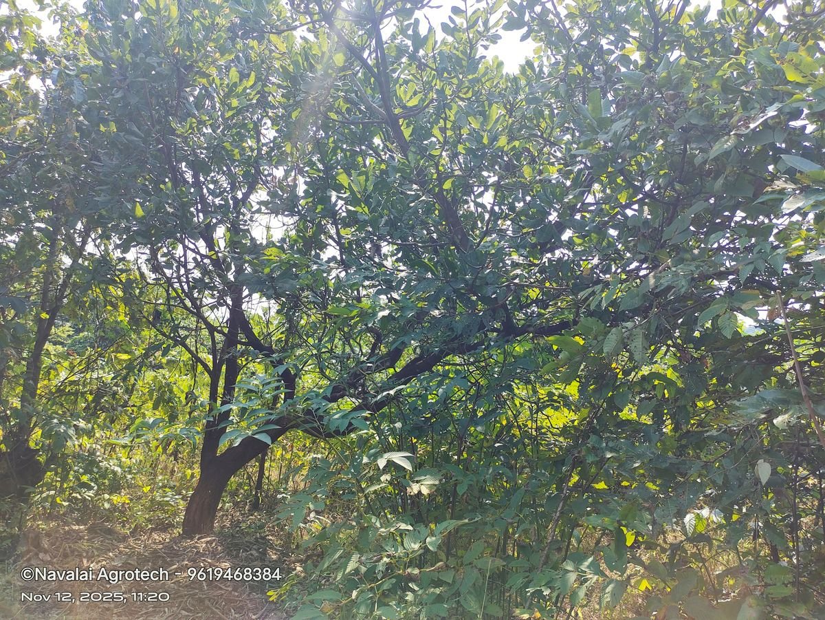 Saplings & Varieties