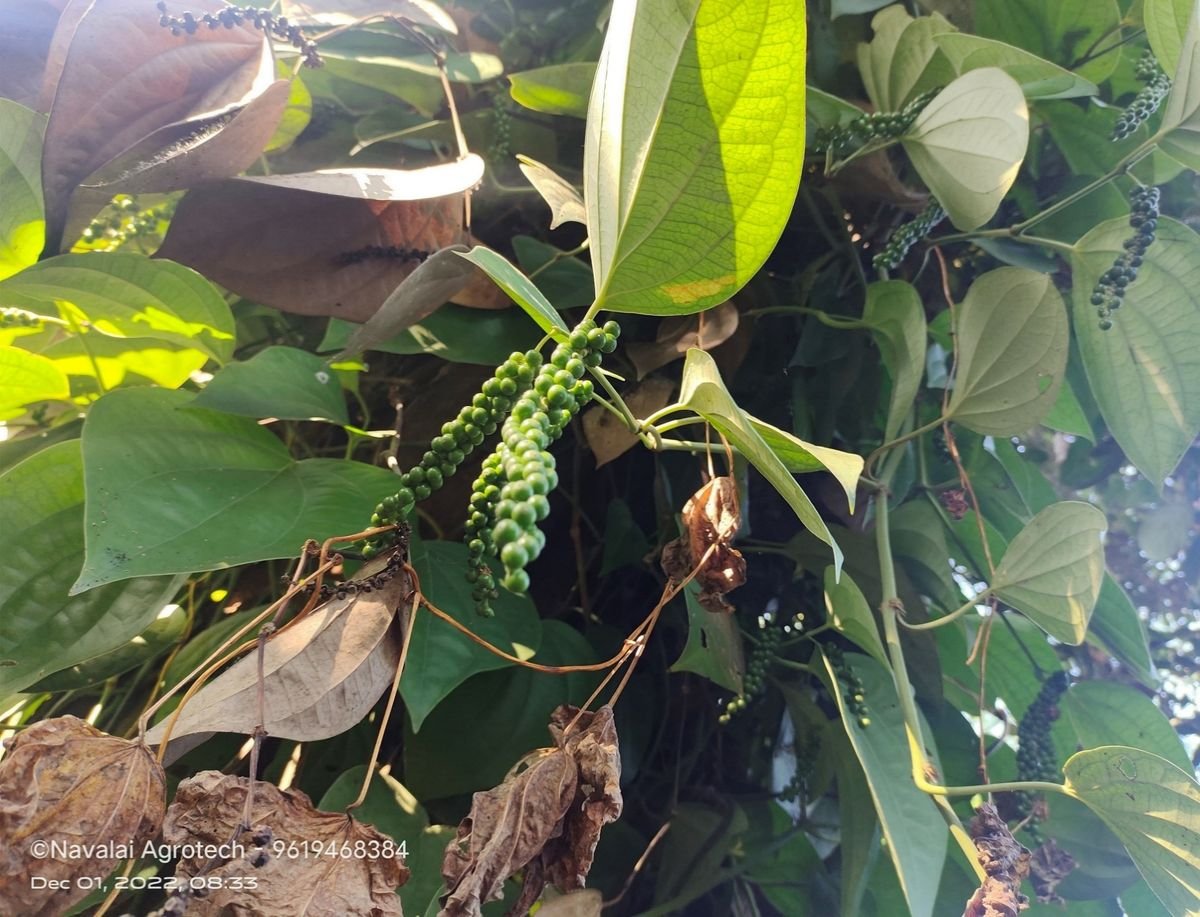 Saplings & Varieties