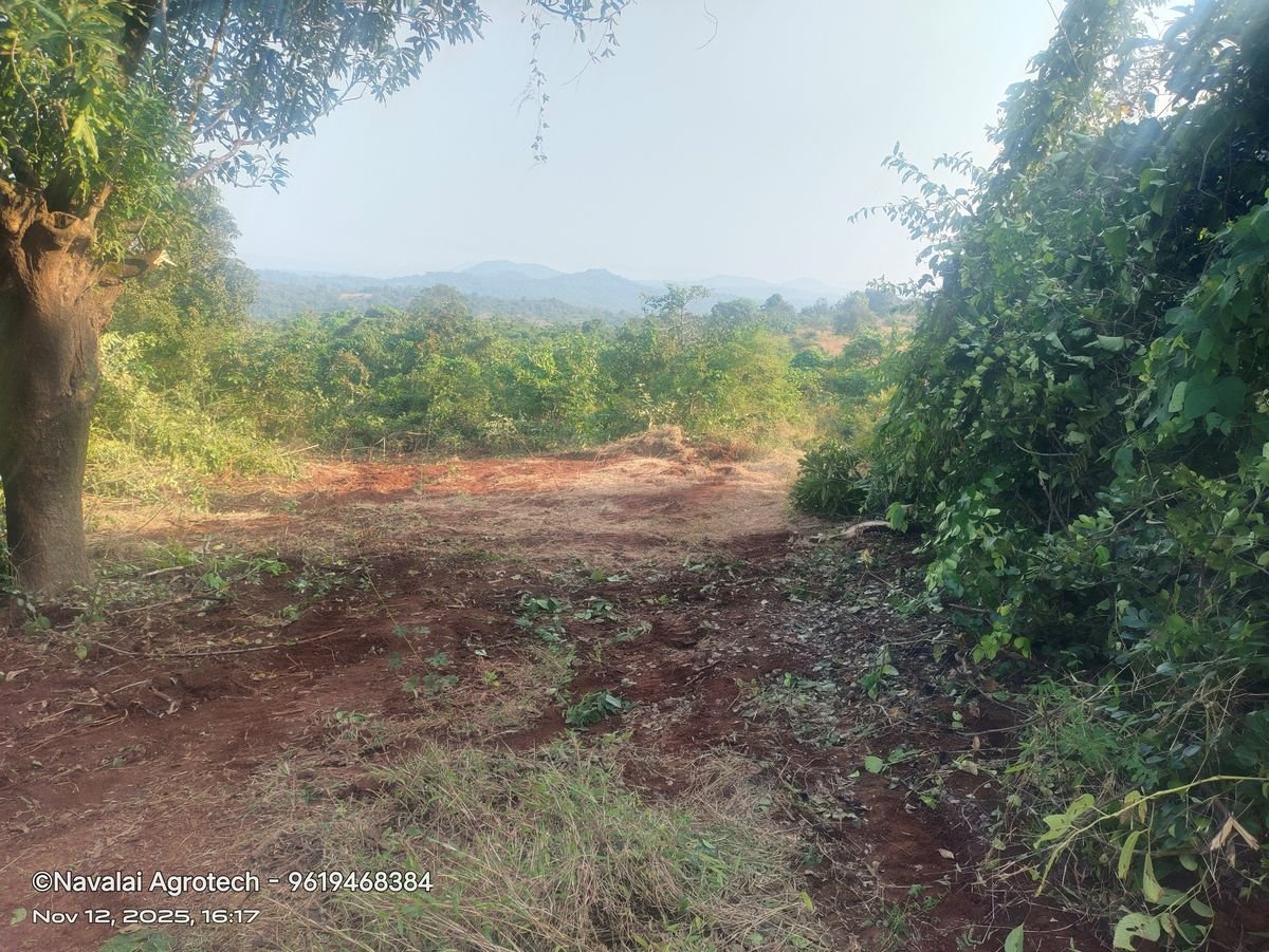 Saplings & Varieties