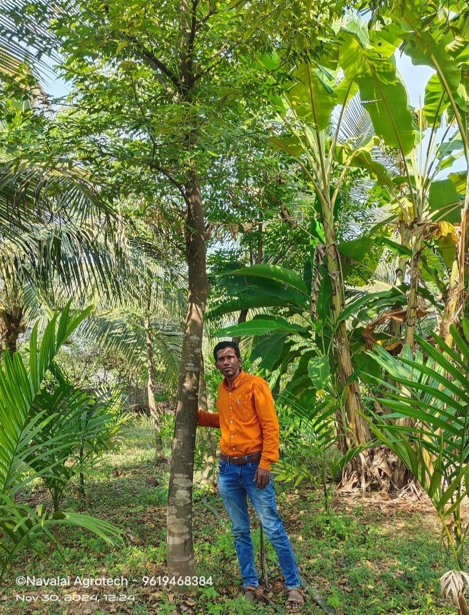 Saplings & Varieties