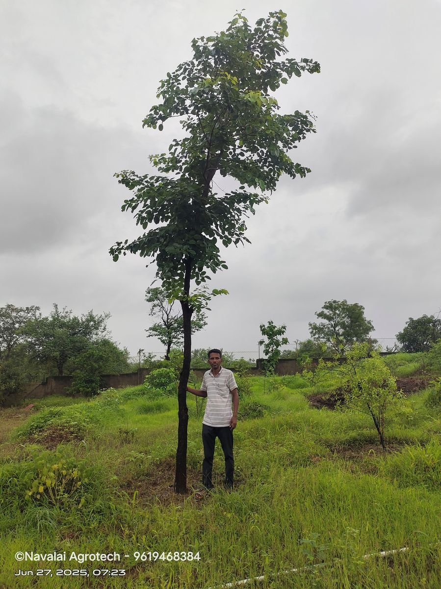 Saplings & Varieties