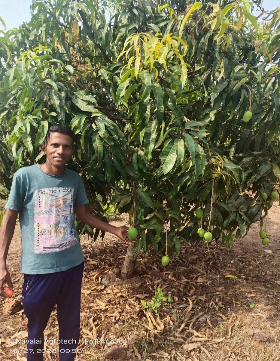 Saplings & Varieties