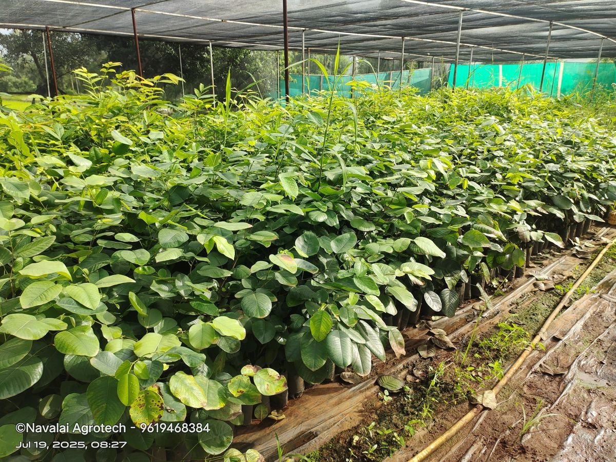 Saplings & Varieties